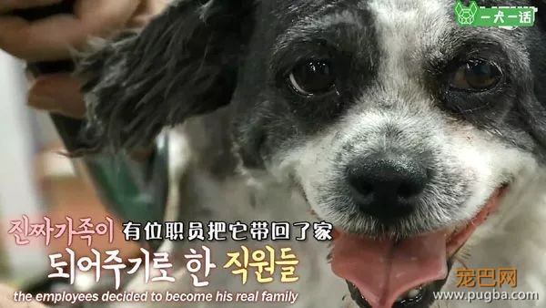 即便四处讨饭也保持尊严的狗狗，背后藏着一个故事-24.jpeg