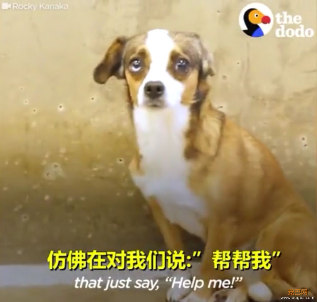 三岁狗狗汪生第一次摇尾巴...这一幕让不少网友泪目！-2.jpeg
