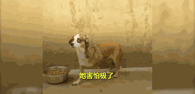 三岁狗狗汪生第一次摇尾巴...这一幕让不少网友泪目！-1.gif