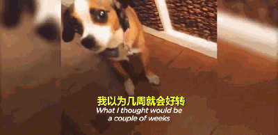 三岁狗狗汪生第一次摇尾巴...这一幕让不少网友泪目！-5.gif