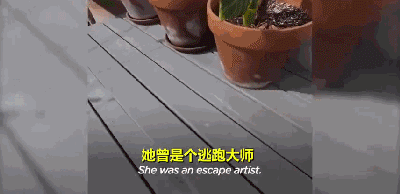 三岁狗狗汪生第一次摇尾巴...这一幕让不少网友泪目！-7.gif