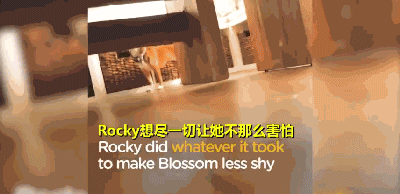 三岁狗狗汪生第一次摇尾巴...这一幕让不少网友泪目！-8.gif