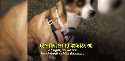 三岁狗狗汪生第一次摇尾巴...这一幕让不少网友泪目！-9.gif