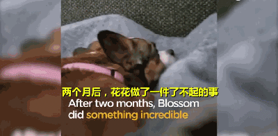 三岁狗狗汪生第一次摇尾巴...这一幕让不少网友泪目！-12.gif