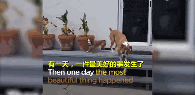 三岁狗狗汪生第一次摇尾巴...这一幕让不少网友泪目！-14.gif
