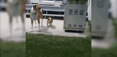 三岁狗狗汪生第一次摇尾巴...这一幕让不少网友泪目！-15.gif