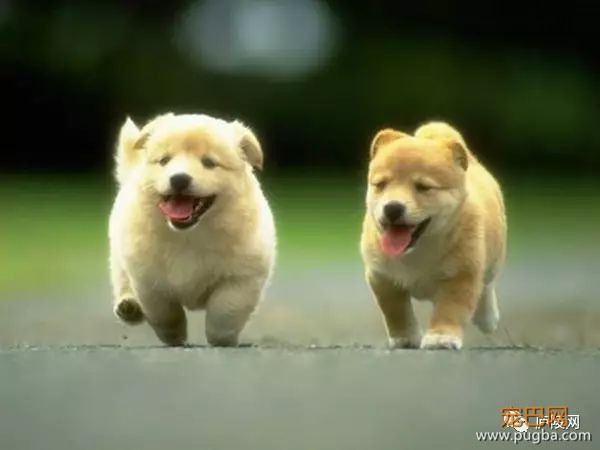 狗狗临终前为什么要躲起来，原因让人心疼!-1.jpeg