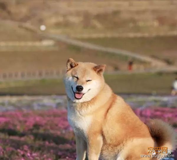 狗狗临终前为什么要躲起来，原因让人心疼!-6.jpeg
