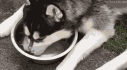 天太热了，敢不敢给狗子来盆冰块儿爽一爽！-1.gif