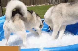 天太热了，敢不敢给狗子来盆冰块儿爽一爽！-3.gif