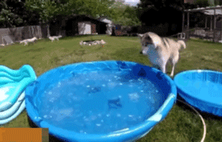 天太热了，敢不敢给狗子来盆冰块儿爽一爽！-6.gif