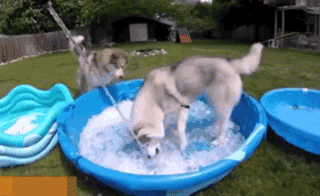 天太热了，敢不敢给狗子来盆冰块儿爽一爽！-4.gif