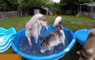 天太热了，敢不敢给狗子来盆冰块儿爽一爽！-5.gif