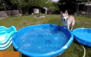 天太热了，敢不敢给狗子来盆冰块儿爽一爽！-8.gif