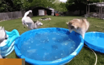 天太热了，敢不敢给狗子来盆冰块儿爽一爽！-9.gif