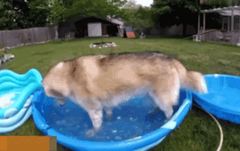 天太热了，敢不敢给狗子来盆冰块儿爽一爽！-10.gif