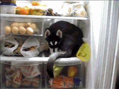 天太热了，敢不敢给狗子来盆冰块儿爽一爽！-12.gif