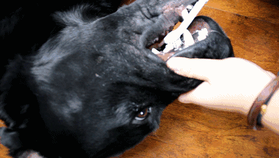 狗狗到底有哪些牙科疾病？-6.gif