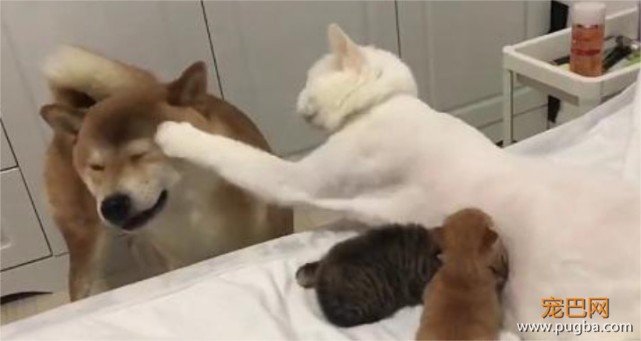 柴犬挑逗小奶猫，被猫妈看见后，接下来的一幕让柴犬秒怂-2.jpeg