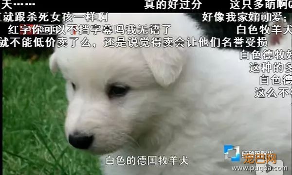 去他丫的纯种犬-3.jpeg