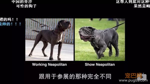 去他丫的纯种犬-4.jpeg