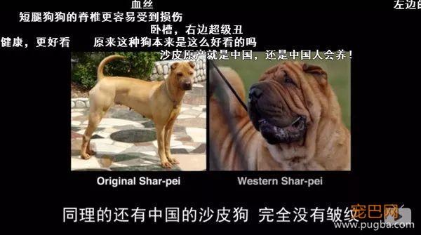 去他丫的纯种犬-5.jpeg