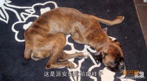 去他丫的纯种犬-10.jpeg