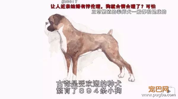 去他丫的纯种犬-11.jpeg