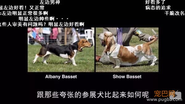 去他丫的纯种犬-6.jpeg
