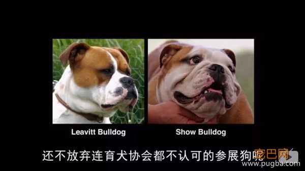 去他丫的纯种犬-7.jpeg