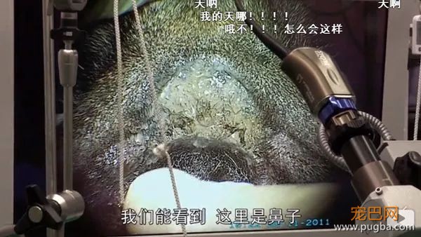 去他丫的纯种犬-16.jpeg