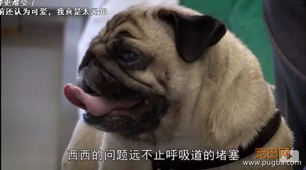 去他丫的纯种犬-14.jpeg