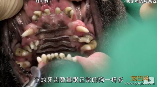 去他丫的纯种犬-15.jpeg