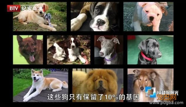 去他丫的纯种犬-19.jpeg