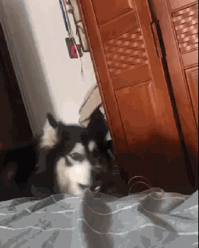 二哈一大早就摔盆哀嚎，不知道的还以为这货受虐了，可其实...-1.gif