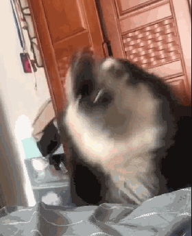 二哈一大早就摔盆哀嚎，不知道的还以为这货受虐了，可其实...-2.gif