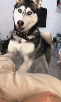 二哈一大早就摔盆哀嚎，不知道的还以为这货受虐了，可其实...-4.gif