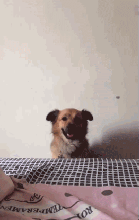 二哈一大早就摔盆哀嚎，不知道的还以为这货受虐了，可其实...-6.gif