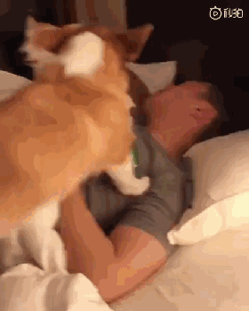 二哈一大早就摔盆哀嚎，不知道的还以为这货受虐了，可其实...-10.gif