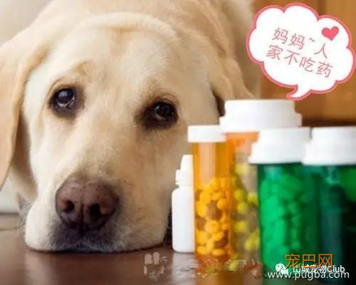 狗狗呕吐不可怕？找准病因是关键！-3.jpeg