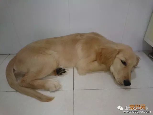 狗狗呕吐不可怕？找准病因是关键！-8.jpeg
