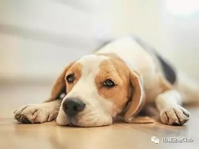 狗狗呕吐不可怕？找准病因是关键！-12.jpeg