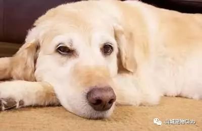 狗狗呕吐不可怕？找准病因是关键！-10.jpeg