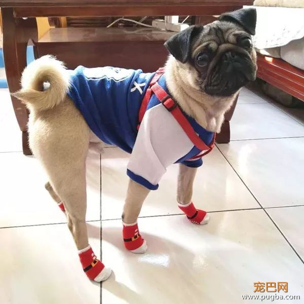 5月生日说 | 我的爱很平凡，只爱你一只小狗狗-1.jpeg