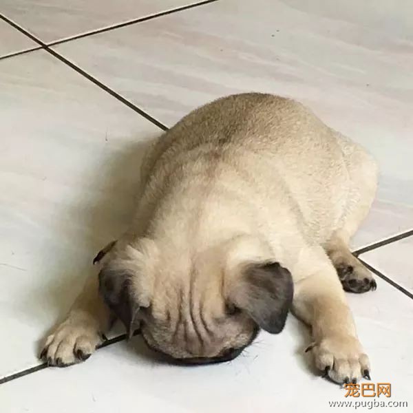 5月生日说 | 我的爱很平凡，只爱你一只小狗狗-3.jpeg