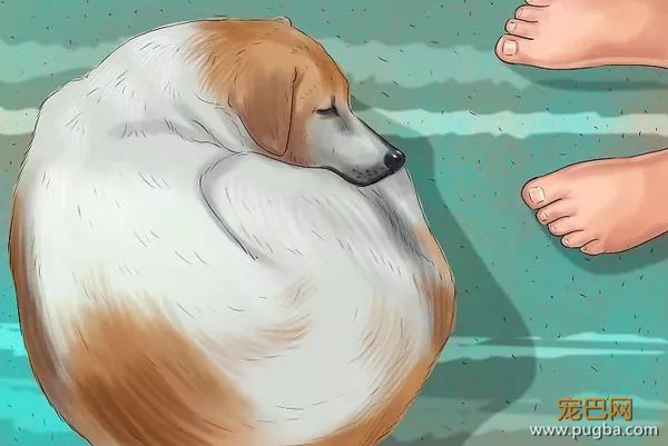 如何识别、处理狗狗的小情绪？-2.jpeg