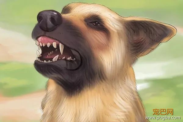 如何识别、处理狗狗的小情绪？-8.jpeg