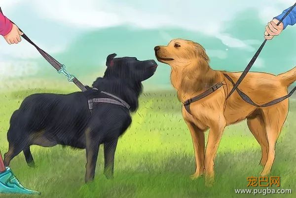 如何识别、处理狗狗的小情绪？-17.jpeg