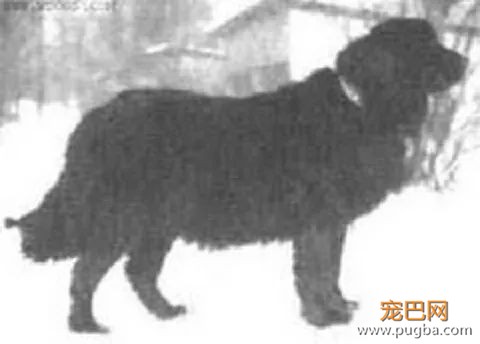 8 种已灭绝的狗狗，多希望我曾见过你-7.jpeg