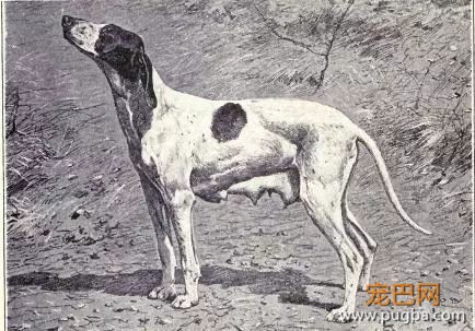 8 种已灭绝的狗狗，多希望我曾见过你-6.jpeg